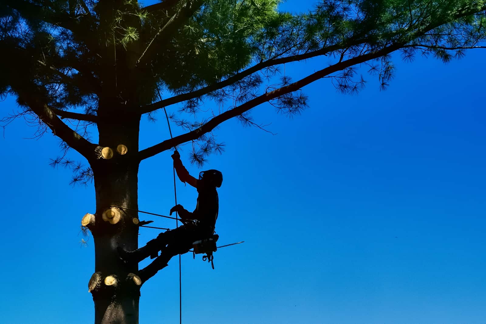 Metrolina Tree Co. work Charlotte