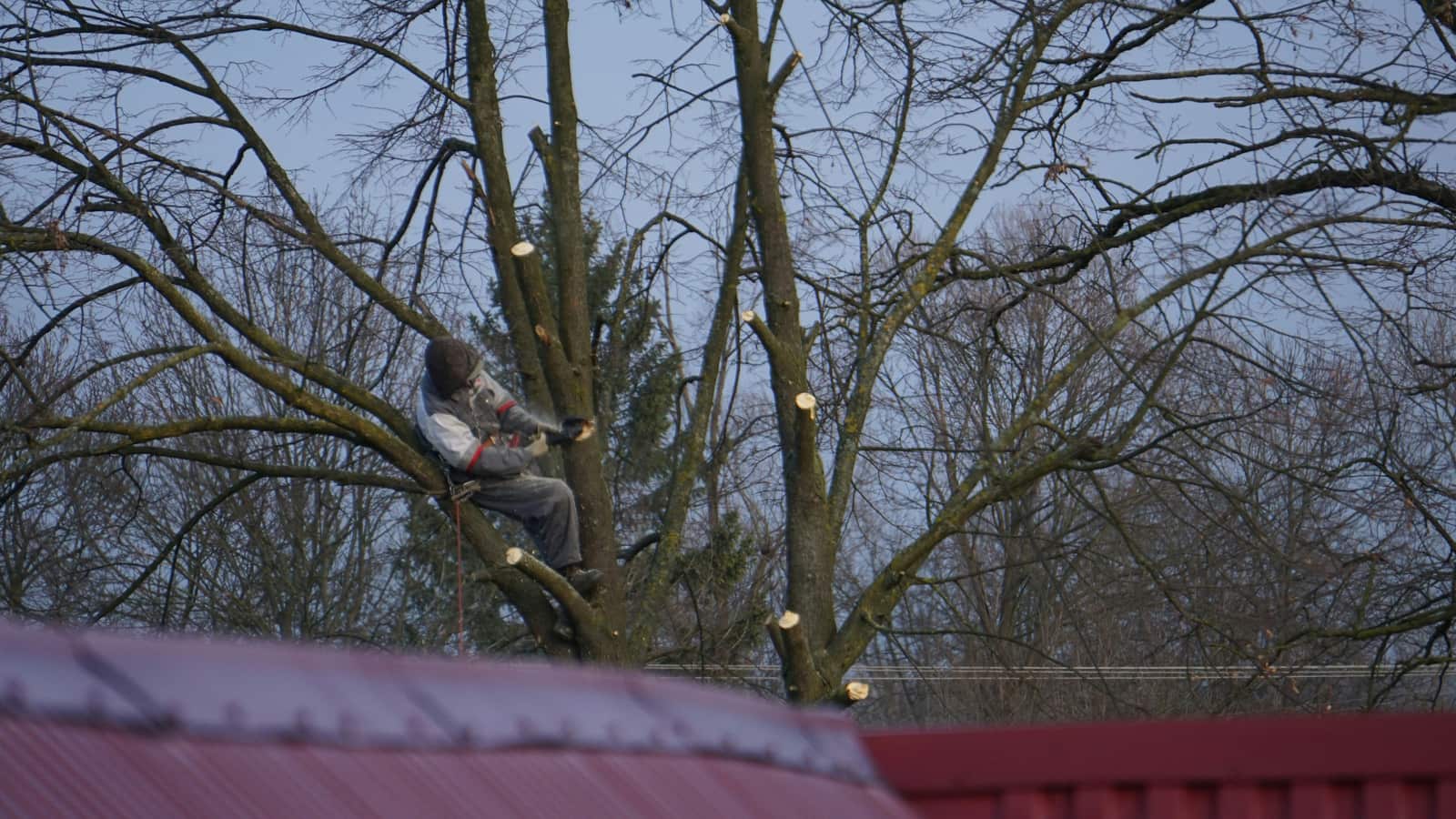 Tree trimming in Charlotte NC