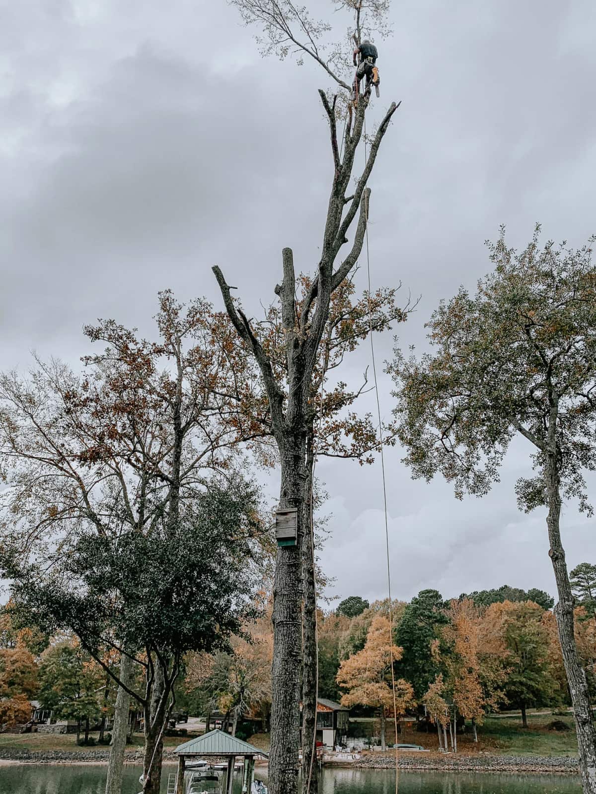 Tree services work in Charlotte NC